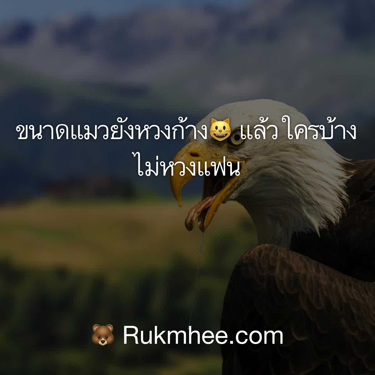 แคปชั่นเด็ด ขนาดแมวยังหวงก้าง😺 แล้วใครบ้างไม่หวงแฟน – Rukmhee